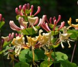 Lonicera caprifolium