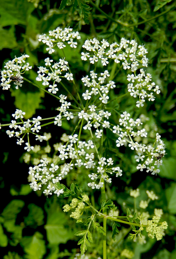 Изображение особи Conium maculatum.