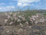 Limonium michelsonii