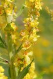 Verbascum lychnitis. Часть соцветия. Татарстан, Нижнекамский р-н, окр. дер. Благодатная, лесостепной участок с чередованием степи и перелесков с преобладанием дуба, открытый участок. 5 июля 2016 г.