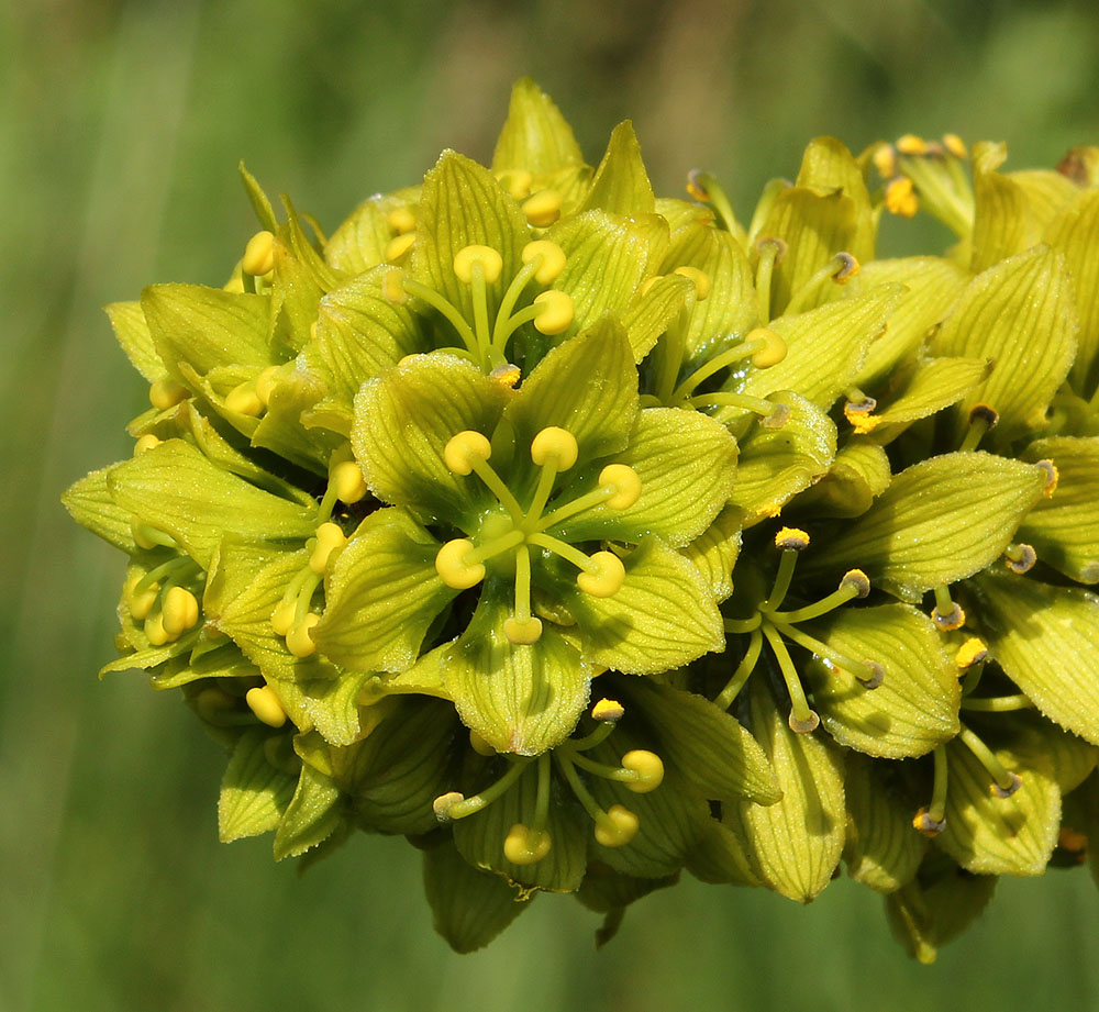 Изображение особи Veratrum lobelianum.