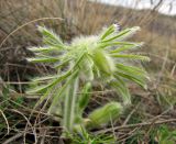 Pulsatilla ucrainica. Молодой побег с бутоном (альбинос). Украина, Донецкая обл., Константиновский р-н, РЛП \"Клебан-Бык\", песчаная степь. 04.04.2010.