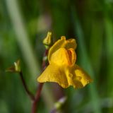 Utricularia australis