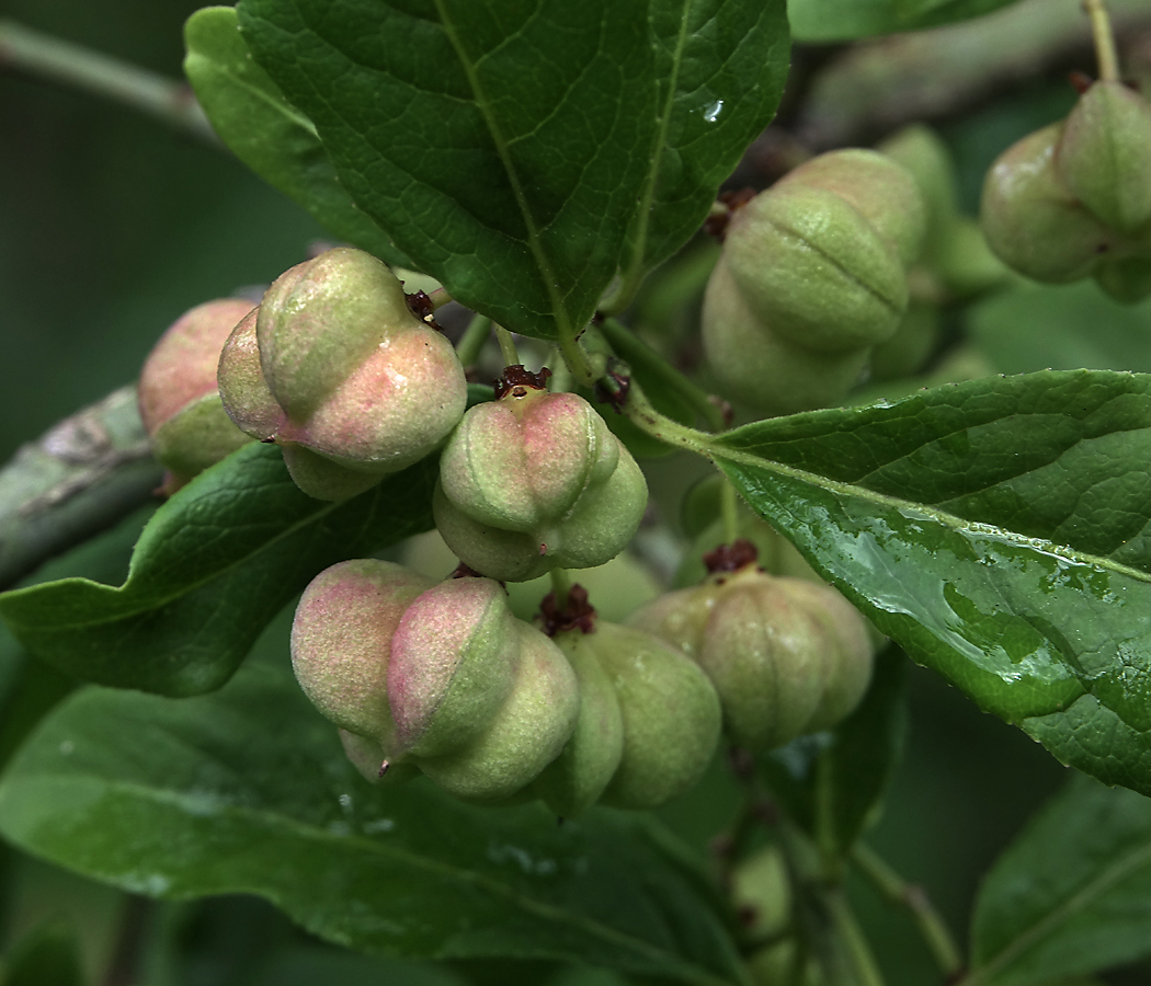 Изображение особи Euonymus europaeus.