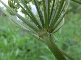 Heracleum sibiricum. Основание лучей сложного зонтика с листочками обёртки. Свердловская обл., Североуральский городской округ, окр. пос. Крутой Лог, бывшая дер. Высотинка, опушка сосново-елового леса. 29.07.2017.