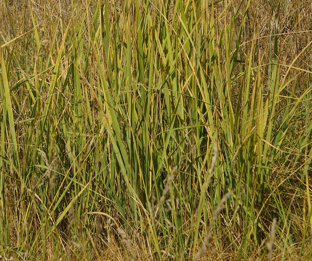 Изображение особи Calamagrostis epigeios.