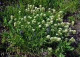 Trifolium canescens