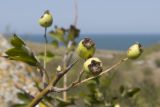 род Crataegus. Незрелые плоды. Крым, Керченский п-ов, Приазовье, Генеральские пляжи, балка в петрофитной степи, сходящая к берегу моря. 18.08.2018.