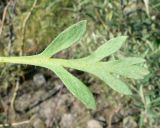 Papaver lapponicum подвид orientale. Лист. Чукотка, Билибинский р-н, низ сопки напротив рудника Каральвеем. 12.07.2018.