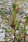 Erigeron politus. Верхушка зацветающего растения. Амурская обл., Сковородинский р-н, трасса Амур, граница области с Забайкальским краем, гравийная отсыпка вдоль трассы. 03.07.2016.