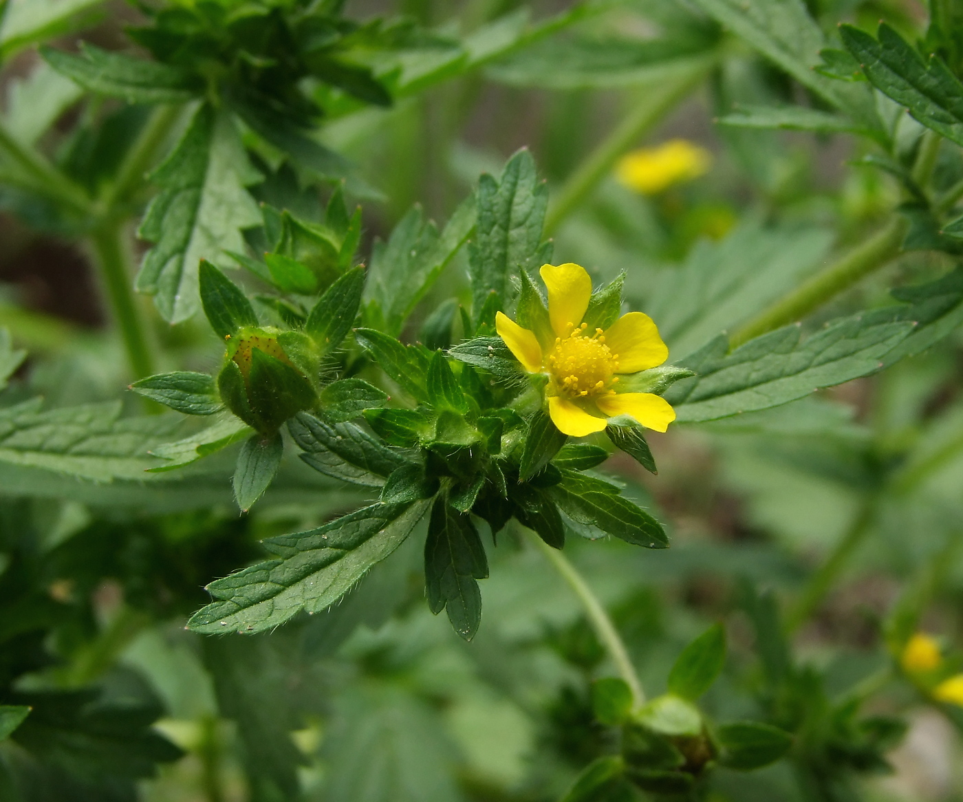 Изображение особи Potentilla norvegica.