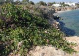 Capparis orientalis