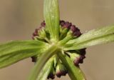 Sanicula rubriflora