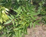 Fraxinus oxycarpa. Листья и плоды. Республика Дагестан, бархан Сарыкум. 21.05.2019.