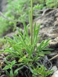 Silene saxatilis