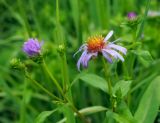 семейство Asteraceae. Верхушка цветущего растения с кормящейся гусеницей. Пермский край, Краснокамский р-н, заросшая травой грунтовая дорога вдоль заброшенных садовых участков. 11.08.2019.