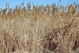 Phragmites altissimus