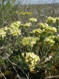 Alyssum lenense