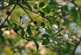 Malus prunifolia