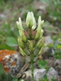 Astragalus cicer