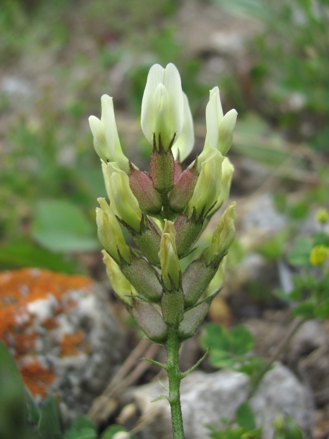 Изображение особи Astragalus cicer.