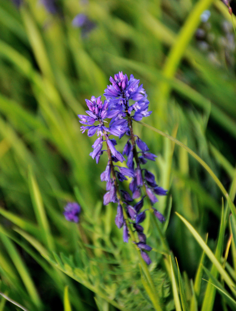 Изображение особи род Polygala.