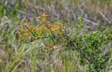 Spiraea crenata