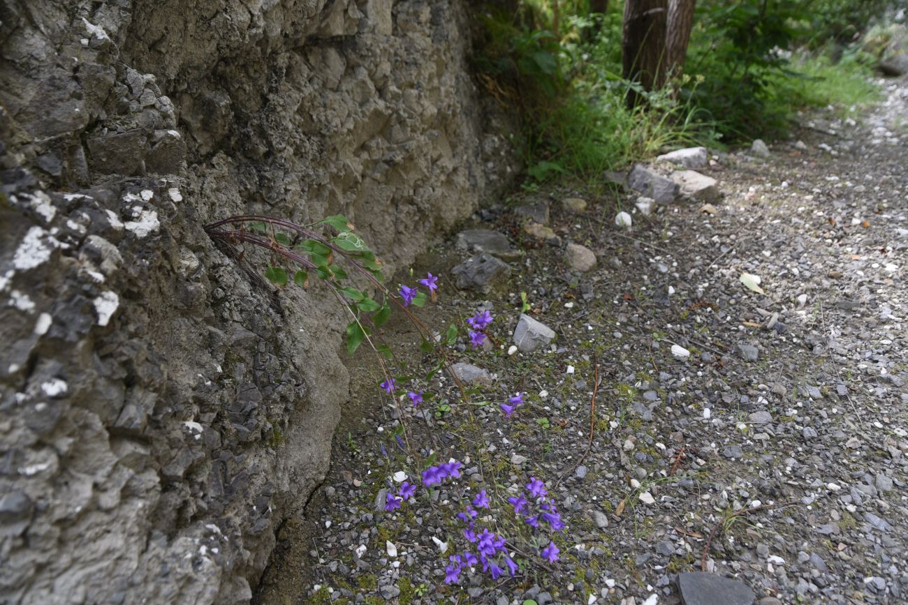 Изображение особи Campanula hohenackeri.