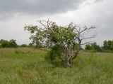 Crataegus pentagyna