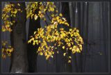 Tilia cordata