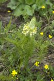 Pedicularis condensata. Цветущее растение. Северный Кавказ, Приэльбрусье, гора Чегет, 2500 м н.у.м. 26.06.2008.
