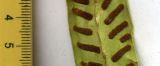 Phyllitis scolopendrium. Часть вайи с сорусами (вид снизу). Абхазия, Гудаутский р-н, г. Новый Афон, Афонская гора. 23 июля 2008 г.