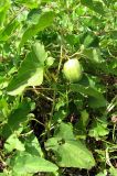 Aristolochia clematitis