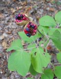 Paeonia daurica