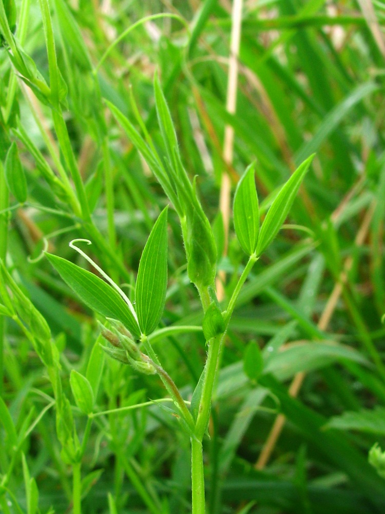 Изображение особи Lathyrus pratensis.