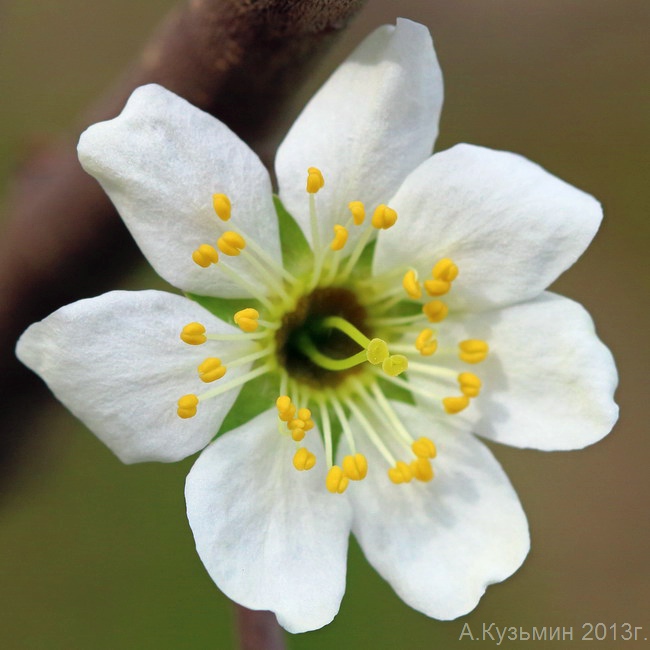 Image of Prunus stepposa specimen.