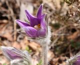 Pulsatilla patens