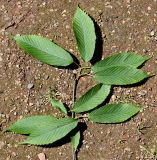 Acer carpinifolium