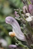 Pedicularis violascens