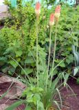 Kniphofia uvaria. Цветущее растение. Крым, г. Керчь, клумба. Июнь 2010 г.