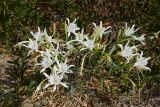 Pancratium maritimum