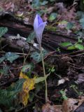 Crocus speciosus