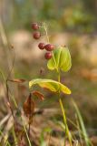 Maianthemum bifolium. Плодоносящее растение. Финляндия, Северная Остроботния, окр. пос. Virpiniemi, травяно-кустарничковый сосняк близ берега моря. 09.09.2013.