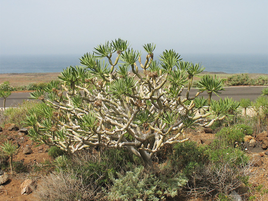 Изображение особи Kleinia neriifolia.