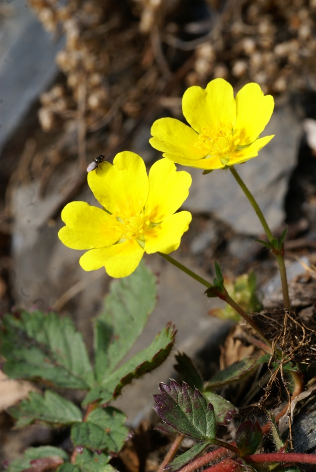 Image of Potentilla fragarioides specimen.