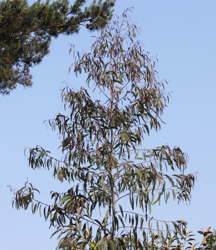 Изображение особи Eucalyptus perriniana.