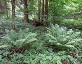 Dryopteris filix-mas