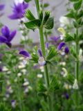 Salvia viridis. Средняя часть цветущего побега. Крым, г. Джанкой, в культуре. 02.06.2014.