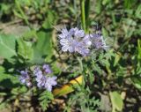 Phacelia tanacetifolia