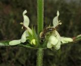 Stachys atherocalyx